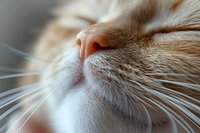 Close-up of tabby cat's nose and whiskers, showing detailed fur texture and pink nose. Suitable for pet care, veterinary, and animal-related content.