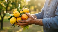 Farmer holding fresh picked oranges and lemons in orchard during harvest season with golden sunlight and blurred trees in background.