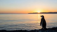 Penguin silhouette standing on rocky shore during golden sunset over calm ocean waters with mountain horizon creating peaceful wildlife scene.