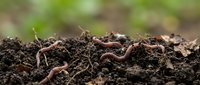 Earthworms crawling through rich, dark soil with organic matter and nutrients, representing composting, gardening, agriculture, and ecosystem health for educational and environmental content.