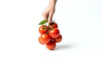 Hand holding fresh red tomatoes on vine against white background for healthy cooking and organic food concepts.