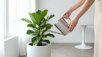 Woman watering fiddle leaf fig houseplant with metal watering can in bright modern interior for home gardening and plant care routine.