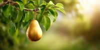 Fresh ripe pear hanging from tree branch with green leaves against blurred garden background in warm sunlight.