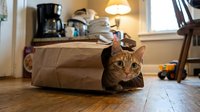 Tabby cat with amber eyes sitting inside brown paper bag on wooden floor in home interior with warm lighting and household items in background.