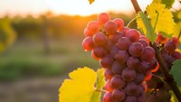 Ripe red grapes hanging on vine with golden autumn leaves in vineyard during warm sunset light for wine harvest season and agricultural production.