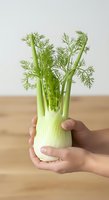 Fresh fennel bulb with green fronds held in hand against neutral background, suitable for culinary, healthy eating, organic produce, and food photography projects.