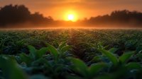 Dramatic sunrise over misty agricultural field with green crop leaves in foreground, creating atmospheric golden morning light and silhouetted tree line on horizon.