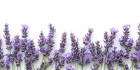 Fresh lavender flowers arranged in row on white background isolated for aromatherapy spa wellness design projects and natural herbal medicine concepts.