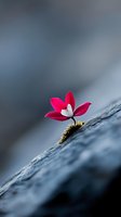 Vibrant pink flower with white center growing through rock crevice against moody gray background, symbolizing resilience, hope and perseverance in adversity.