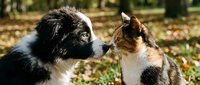 Two dogs meeting outdoors in autumn park setting with fallen leaves, black and white dog and brown tabby cat facing each other in natural daylight environment.
