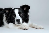 Portrait of attentive Border Collie dog with black and white fur lying down against light background, looking directly at camera with bright expressive eyes.