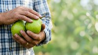 Mature male farmer with weathered hands holding fresh green apples, wearing blue checkered shirt, outdoor orchard setting with blurred foliage background, harvest and agriculture concept.