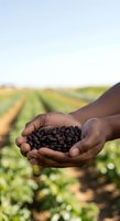 Farmer holding harvested cocoa beans in hands over plantation field during daytime agricultural work and crop production.