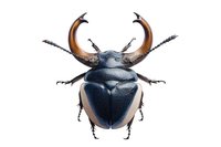 Large black beetle with distinctive curved brown horns and shiny exoskeleton isolated on white background, suitable for nature publications and educational materials.