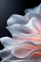 Delicate white petals with soft peach glow create ethereal abstract macro composition against dark background, capturing gentle curves and translucent layers in fine art style.
