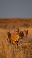 Pack of golden jackals walking through dry grassland during golden hour sunset light creating warm atmospheric wildlife scene in natural habitat.