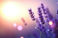 Dreamy lavender flowers against sunset sky with soft bokeh lights and purple hues, creating romantic atmospheric nature background for wellness designs.