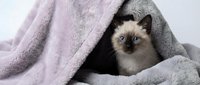 Adorable Siamese kitten with blue eyes peeking out from soft gray and lavender fleece blankets, cozy pet portrait for home and lifestyle.