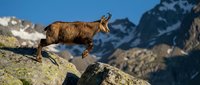 Wild mountain goat standing on rocky cliff edge with snow-capped alpine peaks in background, showcasing natural wildlife habitat and rugged terrain.