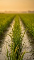 Green rice plants growing in flooded paddy field with irrigation pathway during golden hour sunset creating warm agricultural landscape for farming concepts.