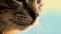 Tabby cat face close-up with whiskers against soft blue and yellow gradient background. Feline portrait for pet care, veterinary, and animal wellness content.