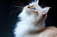 Elegant Ragdoll cat with striking blue eyes and cream point coloring looking up against dark background, showcasing long whiskers and soft fur coat.