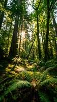 Sunlight filters through dense forest canopy illuminating lush ferns and moss-covered ground creating magical woodland atmosphere for nature and outdoor content.