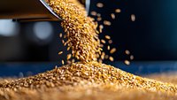 Golden grain pouring from scoop onto pile against dark background. Suitable for agriculture, food production, harvest, and commodity trading visuals.