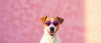 Small white dog wearing pink heart-shaped sunglasses against colorful pink and yellow gradient background for summer pet fashion and holiday concepts.