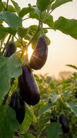 Fresh purple eggplants growing on plant with green leaves in warm sunlight, organic farming and vegetable gardening concept for healthy food production.