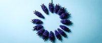 Purple lavender flowers arranged in circular wreath pattern on light blue background. Natural botanical composition for aromatherapy, spa, wellness design projects.