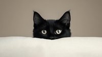 Curious black cat peeking over white surface with bright yellow eyes against neutral background, creating minimalist composition for pet photography and social media.