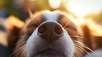 Close up macro shot of wet black dog nose with whiskers in warm sunlight against blurred natural bokeh background, showing texture and details.