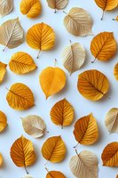 Yellow and beige autumn leaves arranged on white background, showing natural texture and veins pattern. Seasonal flat lay composition for nature designs.