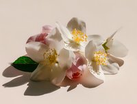 Delicate white and pink jasmine flowers with yellow stamens and green leaf on beige background, creating soft natural composition for spa or beauty products.