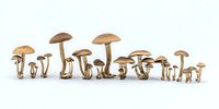 Group of brown mushrooms with various sizes and heights arranged in a row on white background, showing diverse fungi specimens.