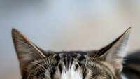 Adorable tabby kitten with striped fur pattern peeking from bottom of frame showing pointed ears and curious expression for pet care designs.