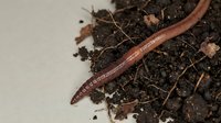 Earthworm crawling through rich dark soil with organic matter, showcasing natural decomposition and soil health for gardening and agriculture concepts.