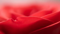 Soft red rose petals macro close-up with delicate texture and gentle curves creating romantic floral background for Valentine's Day and wedding designs.