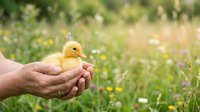 Person holding a small yellow duckling in their hands outdoors in a meadow with wildflowers and green grass, symbolizing care, nature, and new life.