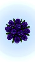 Purple carnation flowers bouquet with green leaves isolated on light background for floral design and decoration projects.