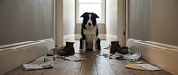 Black and white dog sitting in hallway surrounded by scattered trash and waste, depicting mischievous pet behavior and household mess cleanup needs.