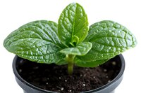 Fresh mint plant growing in black pot with rich soil, showing detailed texture of wet green leaves. Close up macro photography on white background.