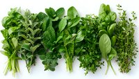 Fresh aromatic herbs and leafy greens arranged in bundles on white background, perfect for cooking, food photography, and healthy lifestyle designs, isolated view.