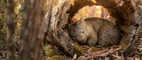 Young gray squirrel sleeping peacefully curled up inside hollow tree trunk in natural forest habitat during autumn season.