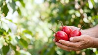 Farmer holding fresh red tomatoes in hands against blurred green garden background, harvest and organic produce concept.