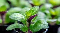 Fresh green mint leaves with purple stems growing in small pots, macro photography showing detailed texture and water droplets on aromatic herb plant.