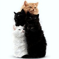 Group of fluffy cats including ginger, white and black felines sitting together on white isolated background, artistic pet portrait composition.