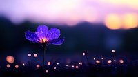 Purple cosmos flower with water droplets at sunset with bokeh lights and warm golden hour glow in soft focus background for nature photography.