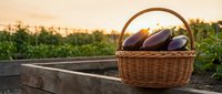 Fresh purple eggplants in wicker basket on wooden surface in vegetable garden during golden hour sunset for organic farming and healthy cooking.